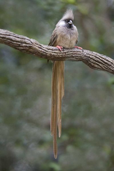 Kenya Speckled mousebird sits on tree limb